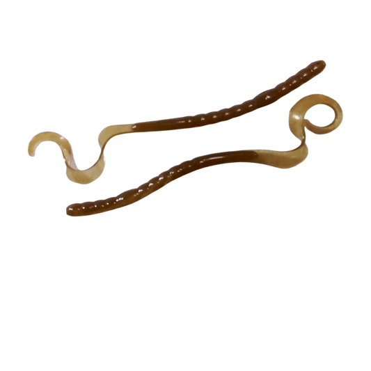 Motor Oil 10" U-tail Worm - 4 Pack